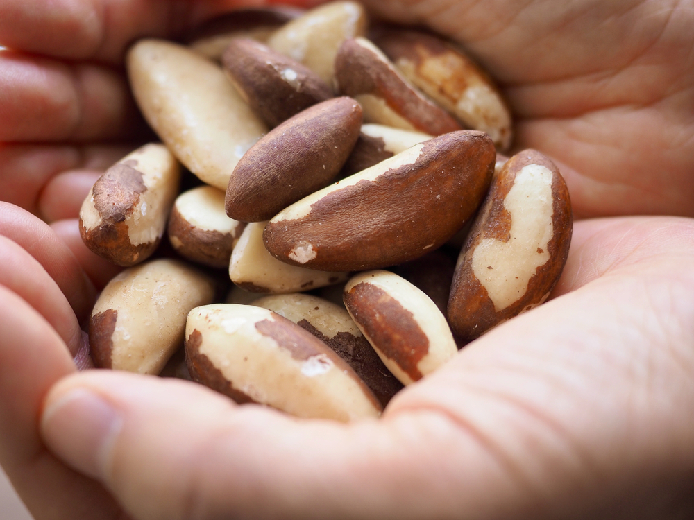 Castanha do pará engorda? O que dizem as calorias e a ciência