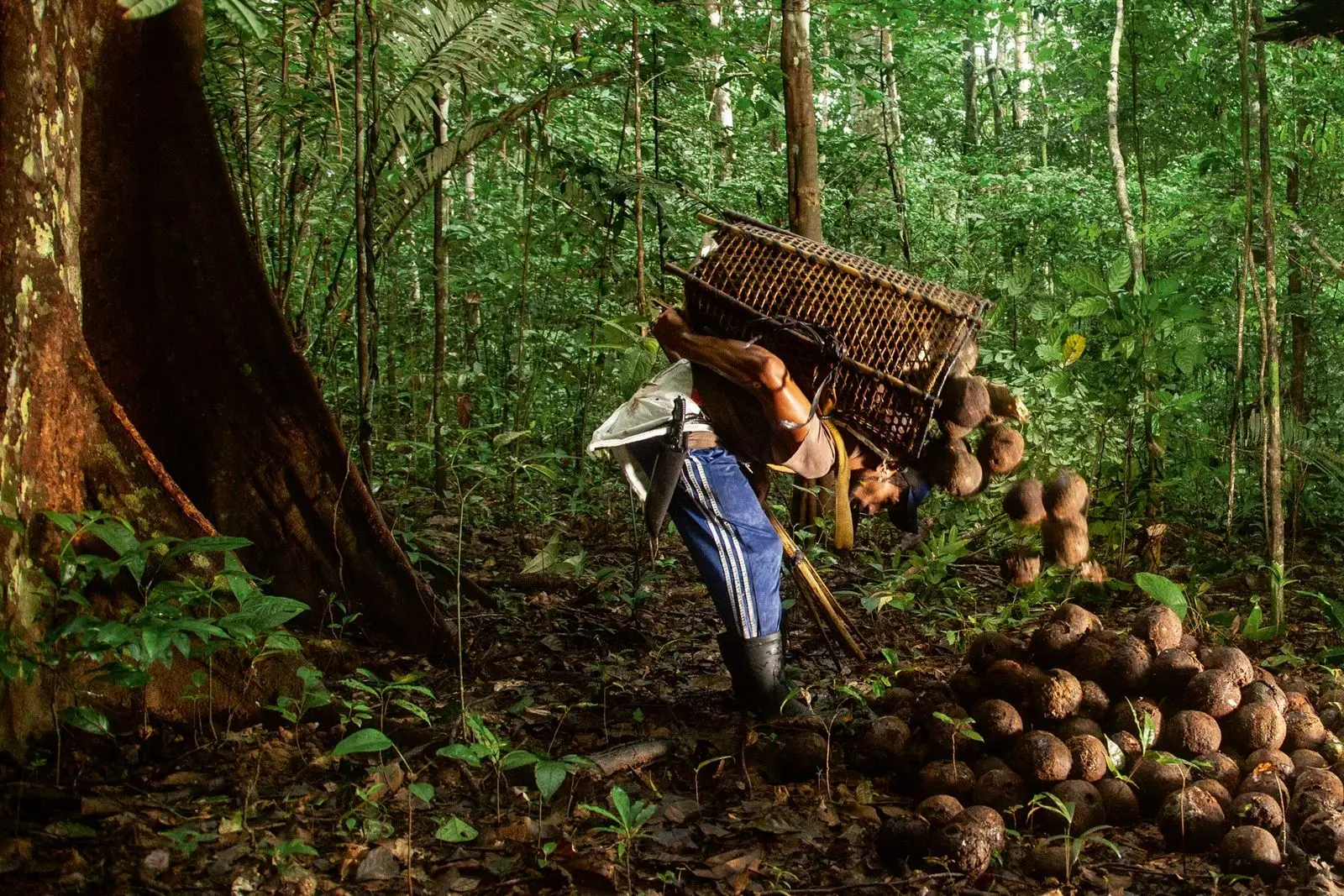 Coleta de castanhas na floresta amazônica